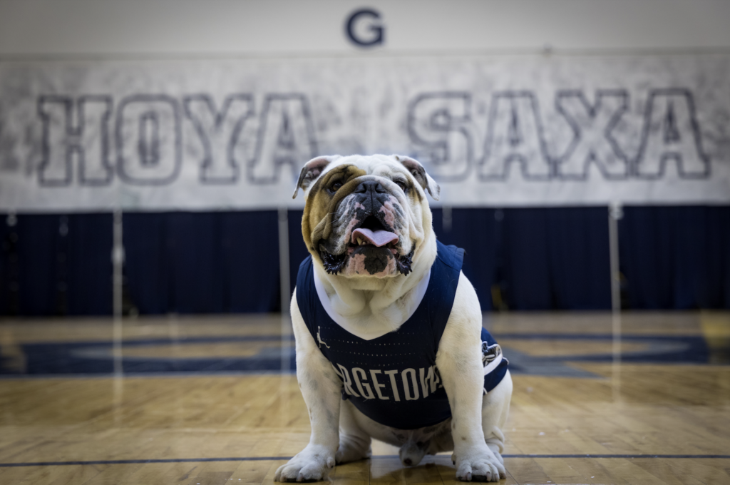 Jack the Bulldog sitting in his blue Georgetown basketball jersey on a basketball court. 