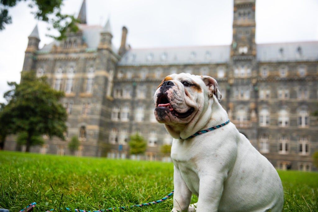 Jack the Bulldog as a puppy sitting on Healy Lawn