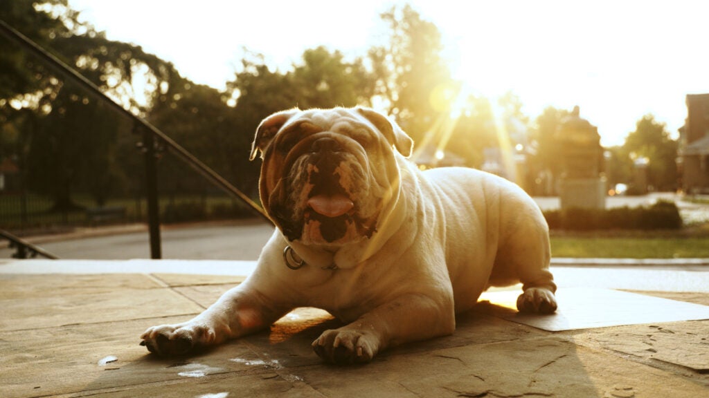 Jack the Bulldog at sunrise