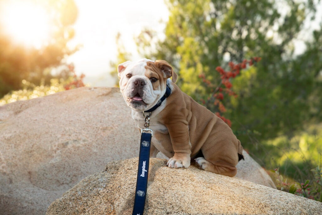 Jack the Bulldog puppy standing on a rock